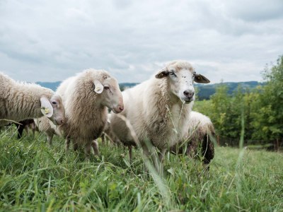 Schafe am Loidholdhof